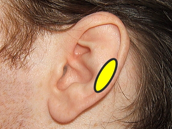 肩こりに効く耳のツボの位置